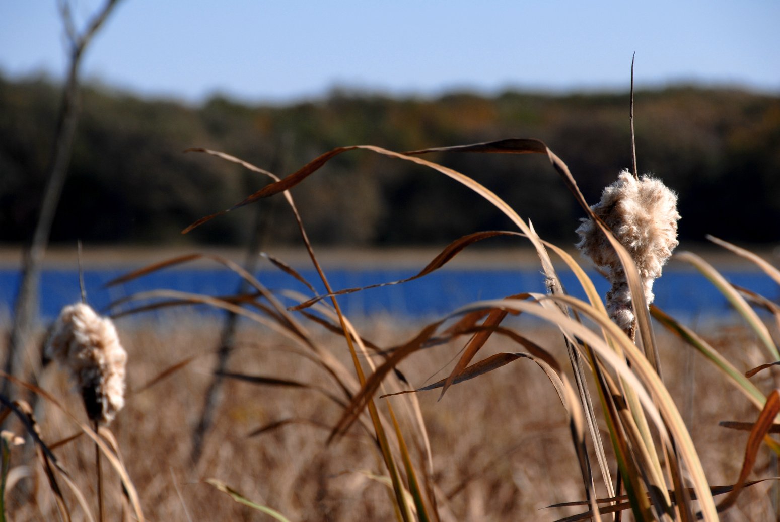 Autumn prairie grasses against blue water